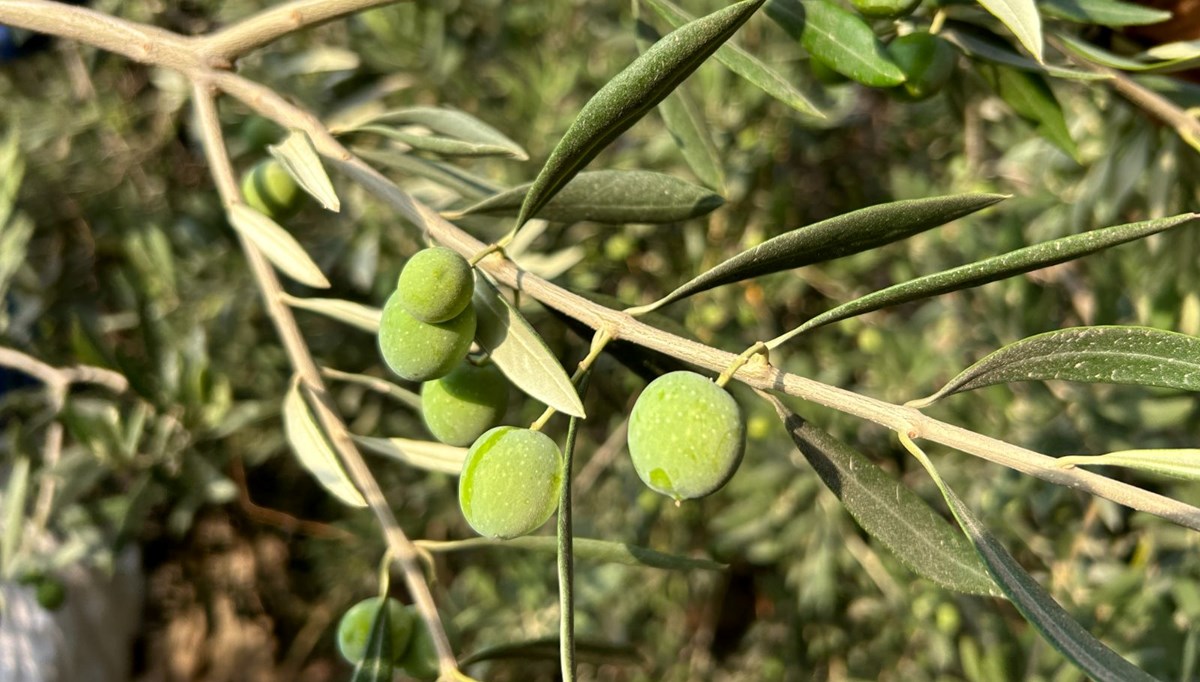 Kahvaltıda 7 zeytin 1 incir yerseniz ne olur? Japon bilim insanları bu ikilinin mucizelerini açıkladı Kahvaltıda 7 zeytin 1 incir yerseniz ne olur? Japon bilim insanları bu ikilinin mucizelerini açıkladı