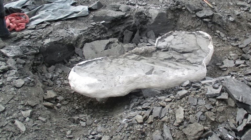 Kanada'da 70 milyon yıllık fosil bulundu - 1