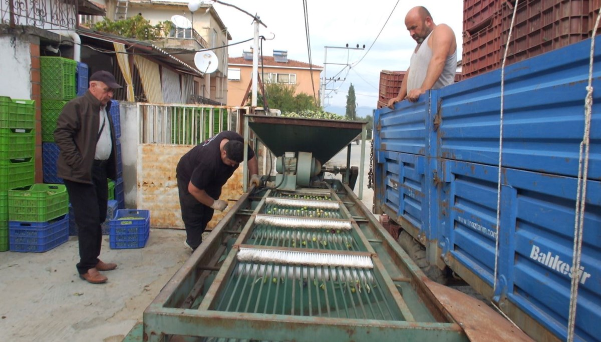 Yağmur ardından hasat başladı, elekler kuruldu: Kilosu 80 liraya kadar çıkıyor