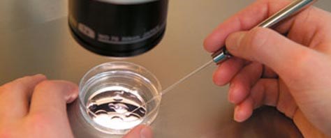 �Japon işi tüp bebek� Sağlık Haberleri NTV