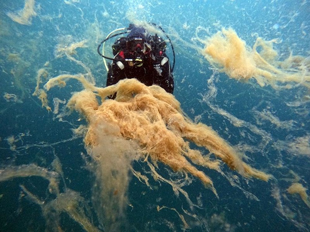 Müsilaj Marmara'yı sardı: ODTÜ'lü bilim insanları uyardı 73 IqMfIKan7Ui64vDUBLUA7w