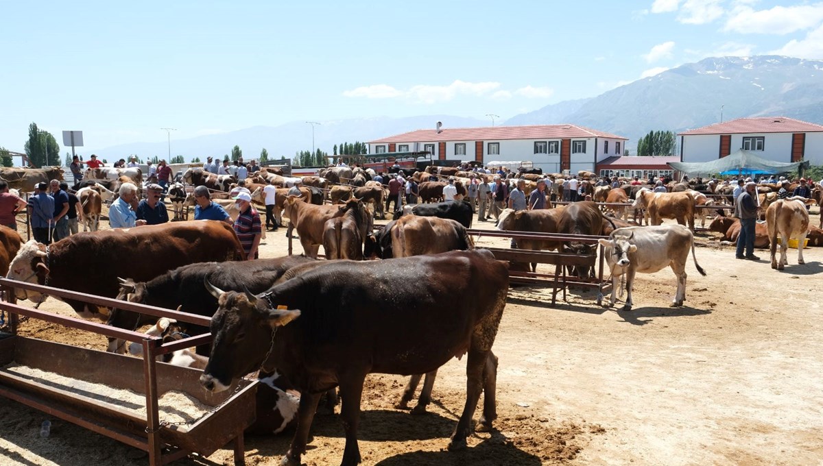 34 köye şap karantinası: İkinci bir duyuruya kadar yasaklandı