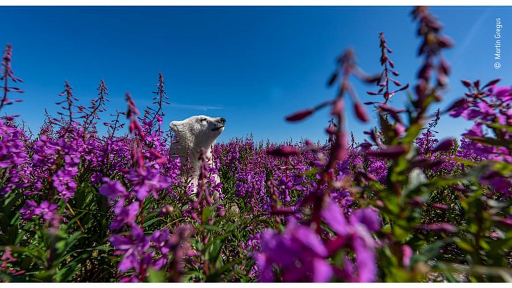 Yılın Vahşi Yaşam Fotoğrafı  finalistleri belli oldu (Wildlife Photographer of the Year) - 2
