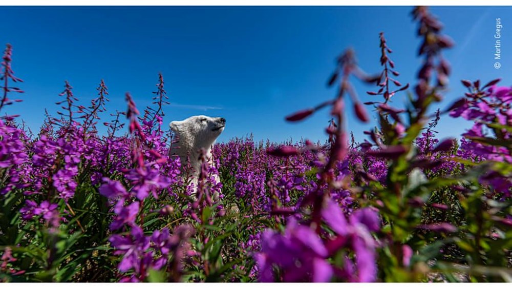 Yılın Vahşi Yaşam Fotoğrafı finalistleri belli oldu (Wildlife Photographer of the Year) - 2