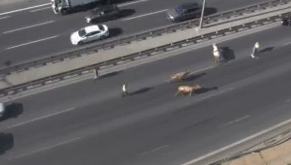 TEM Otoyolu'na giren inekler trafiği altüst etti TEM Otoyolu'na giren inekler trafiği altüst etti