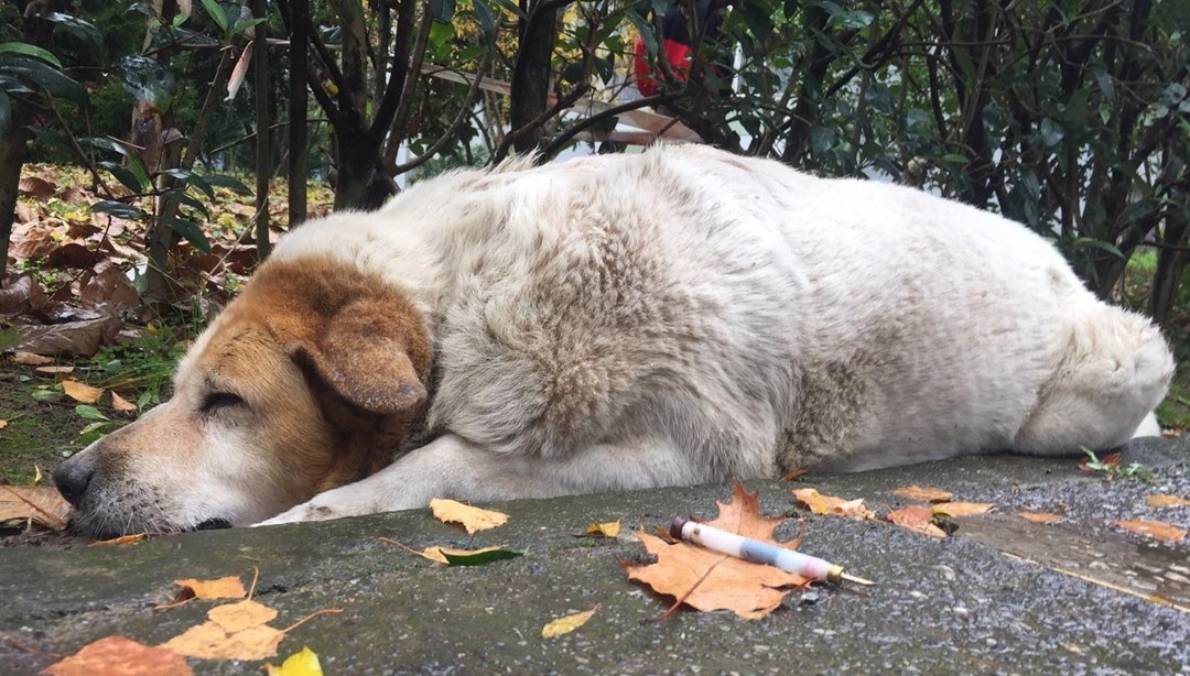 İzmit�te �50’ye yakın sokak köpeği kayıp� iddiası NTV