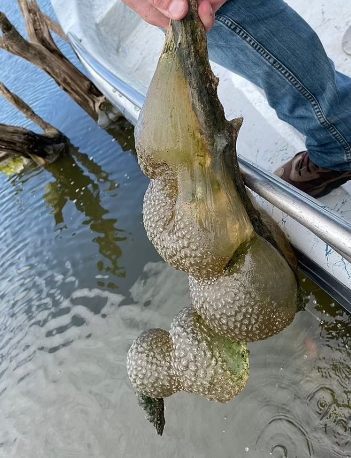 Yerel halkı korkutan ve koloniler halinde yaşayan su canlısı Bryozoa. (Oklahoma Yaban Hayatı Dairesi)