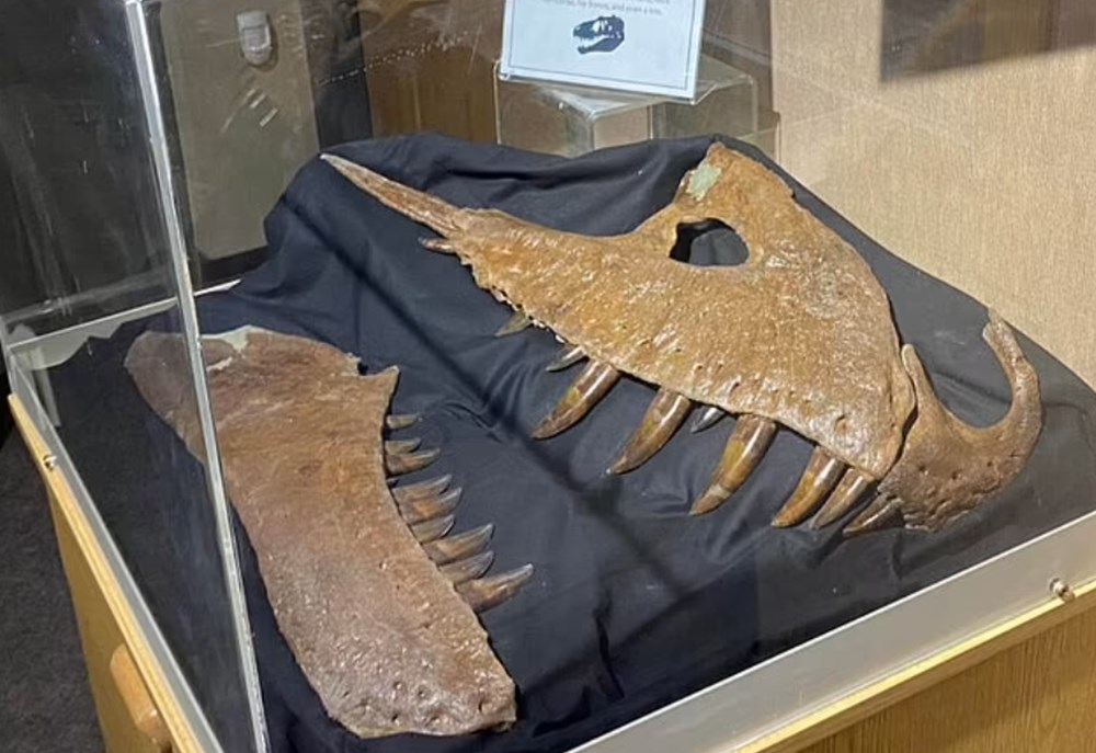 76 milyon yıl önce yaşayan yeni bir dinozor türü keşfedildi: T. rex'in atası bulundu mu? - 8