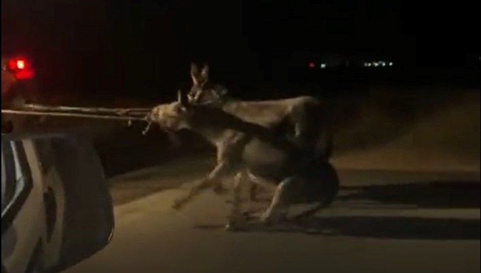 Traktörünün arkasına bağladığı 2 eşeği sürükleyerek götürdü