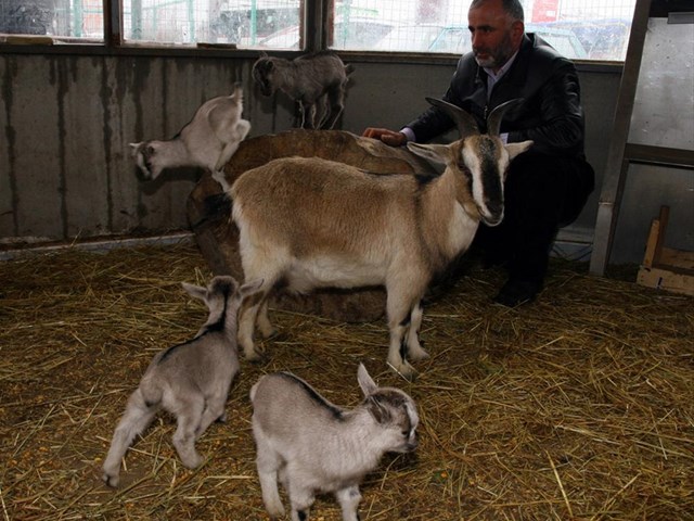 Cuce Keci Sasirtti Magazin Haberleri Ntv
