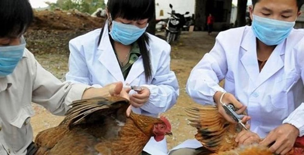 ⁠Bilim insanlarından daha ölümcül pandemi uyarısı: En az sekiz kuş gribi türü dünyada dolaşıyor - 11