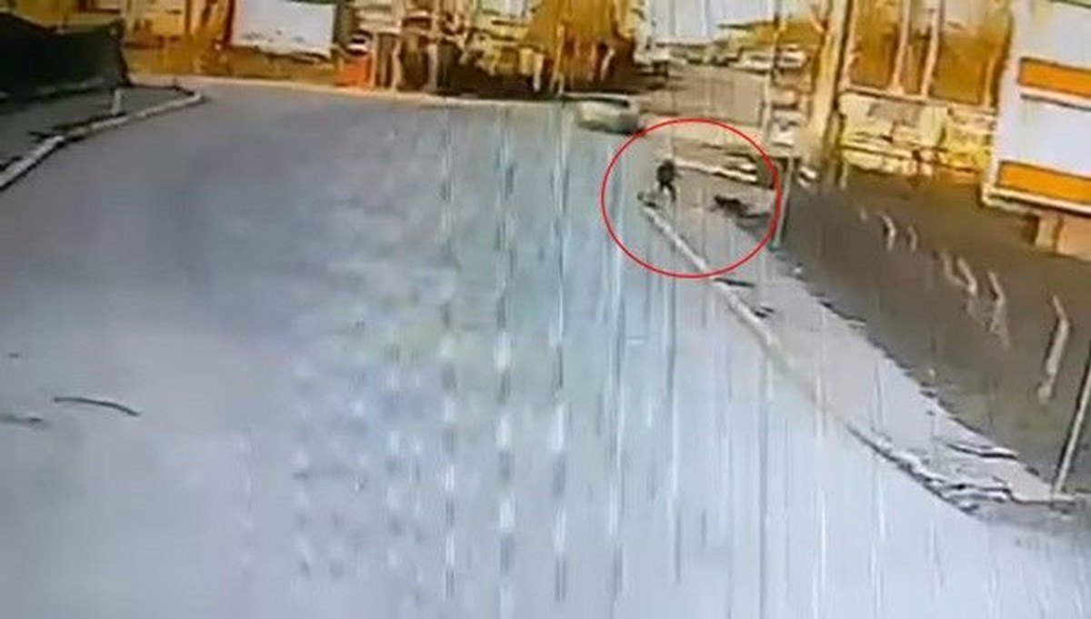 Okul yolunda köpek saldırısı Okul yolunda köpek saldırısı