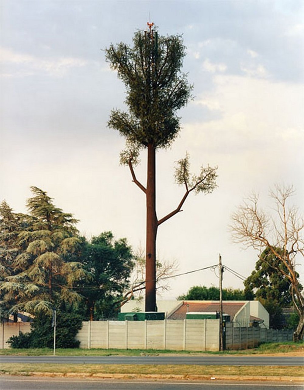 Towering trees. 5g вышки деревья. Вышки 5g замаскированные. Маскировка антенн сотовой связи. Вышки 5g в кактусах.