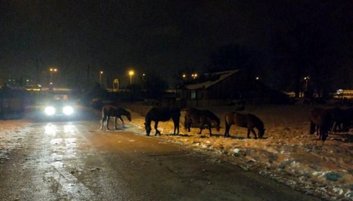 Aç kalan yılkı atları şehir merkezine indi