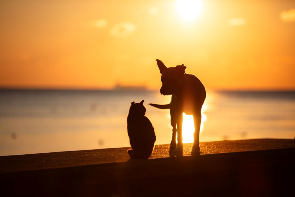 Bunaltıcı sıcaklar için ferahlatan öneriler - 6