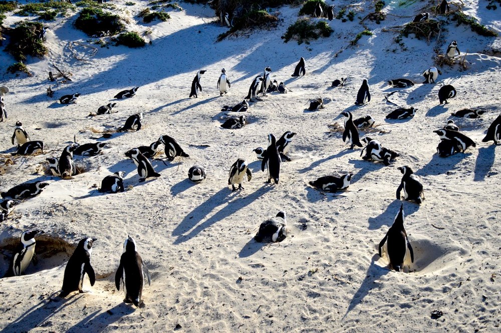 Bilim insanları uyardı: Afrika penguenlerinin soyu on yıllar içinde tükenebilir - 6