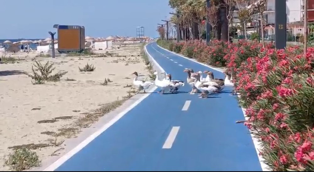 Şartlı tahliye edilen kazlar tatilcilerin ilgi odağı oldu - 4