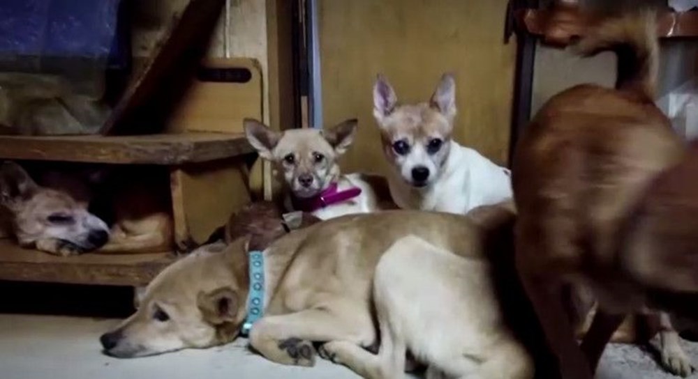 30 metrekarelik evde 164 köpek ile yaşıyorlar - 12