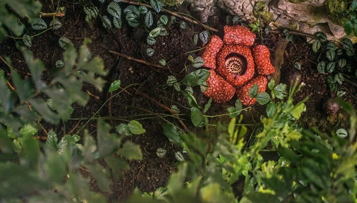 Dünyanın en büyüğü: Endonezya'da ceset çiçeği açtı