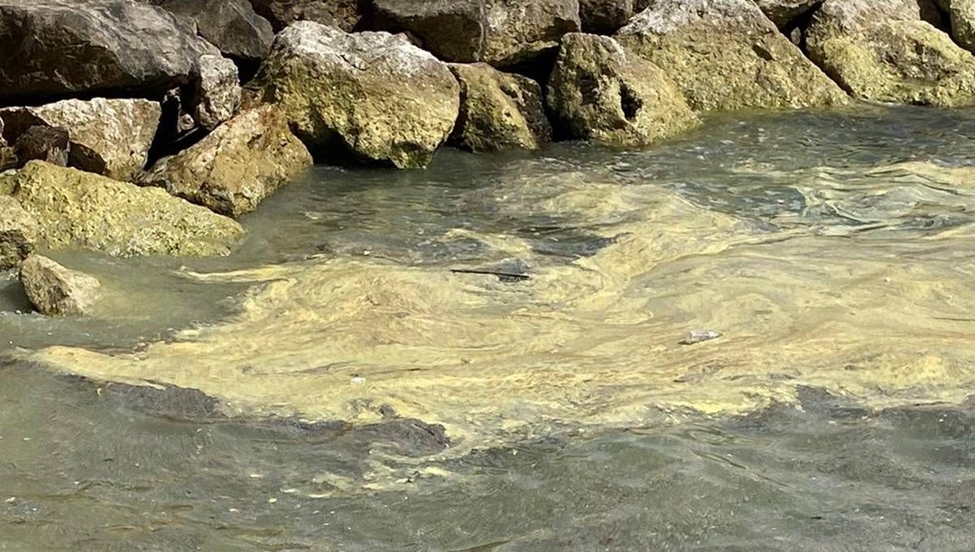 Η ακακία της Κύπρου σχηματίζει ένα κίτρινο στρώμα στην επιφάνεια της θάλασσας