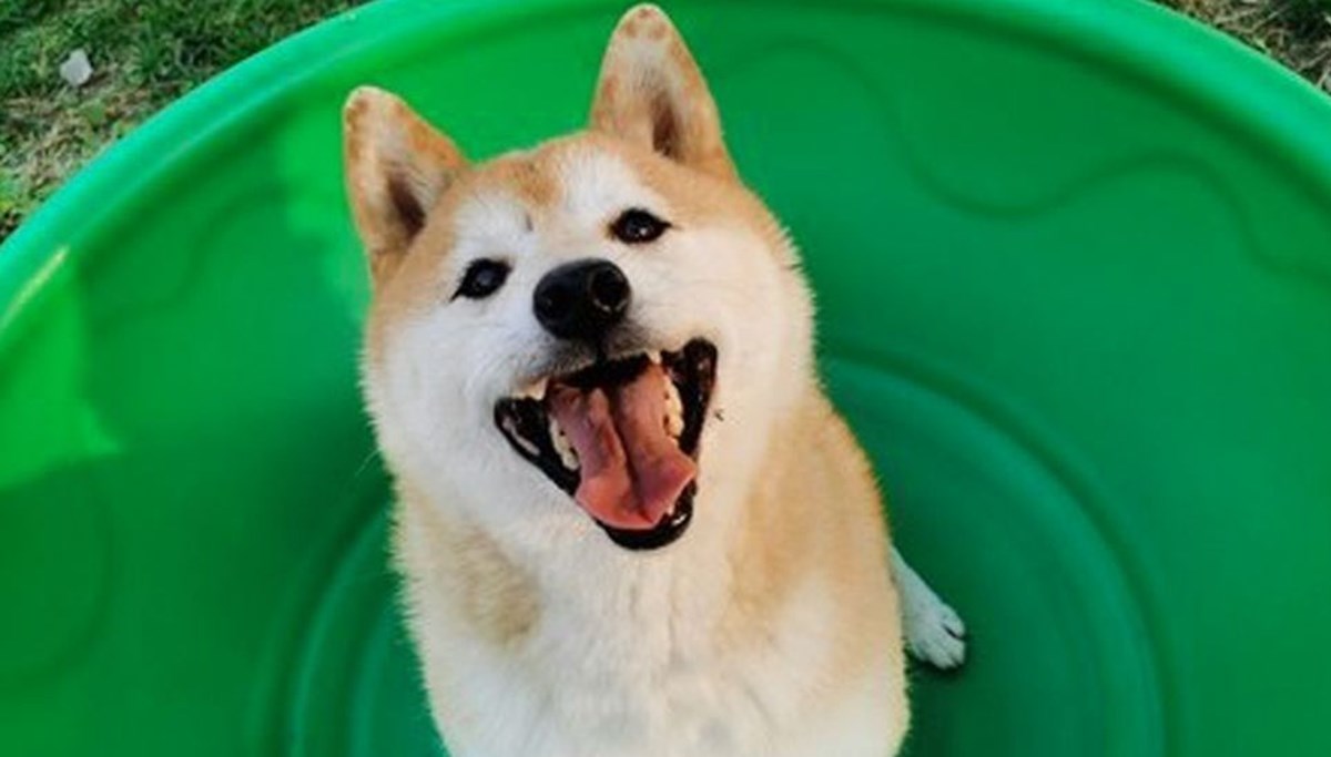 Çin’de sahibinin terk ettiği köpek açık artırmada 25 bin dolara satıldı