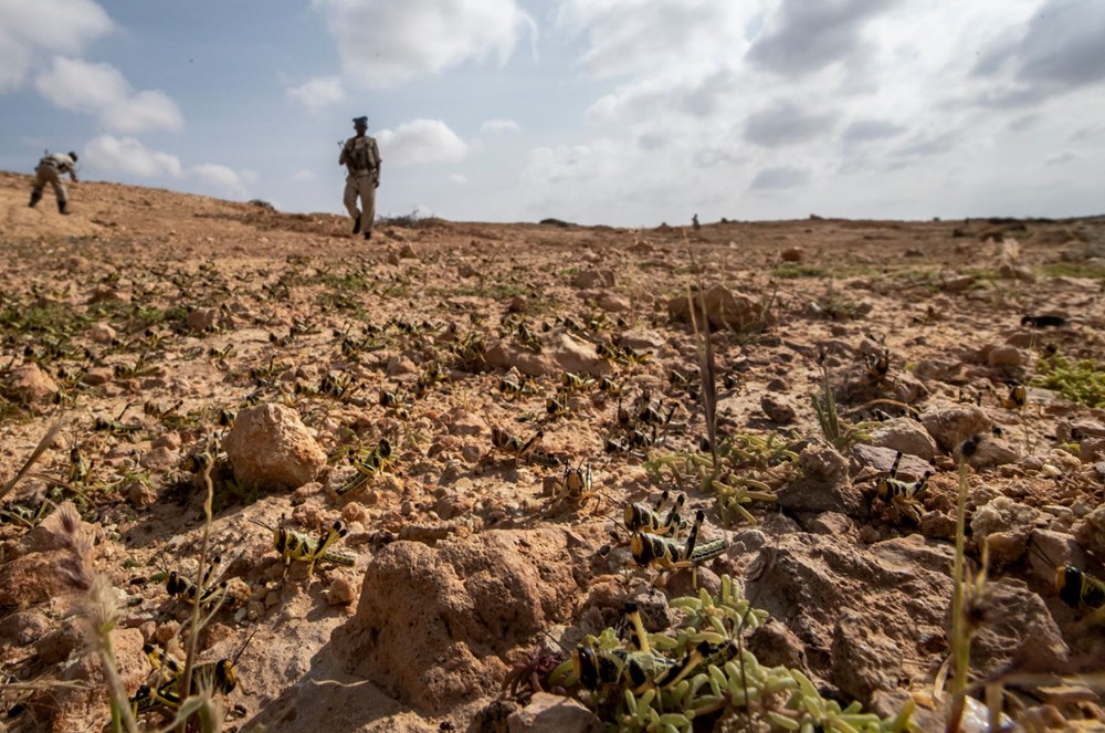 Somali, çekirge istilası nedeniyle OHAL ilan etti - 5