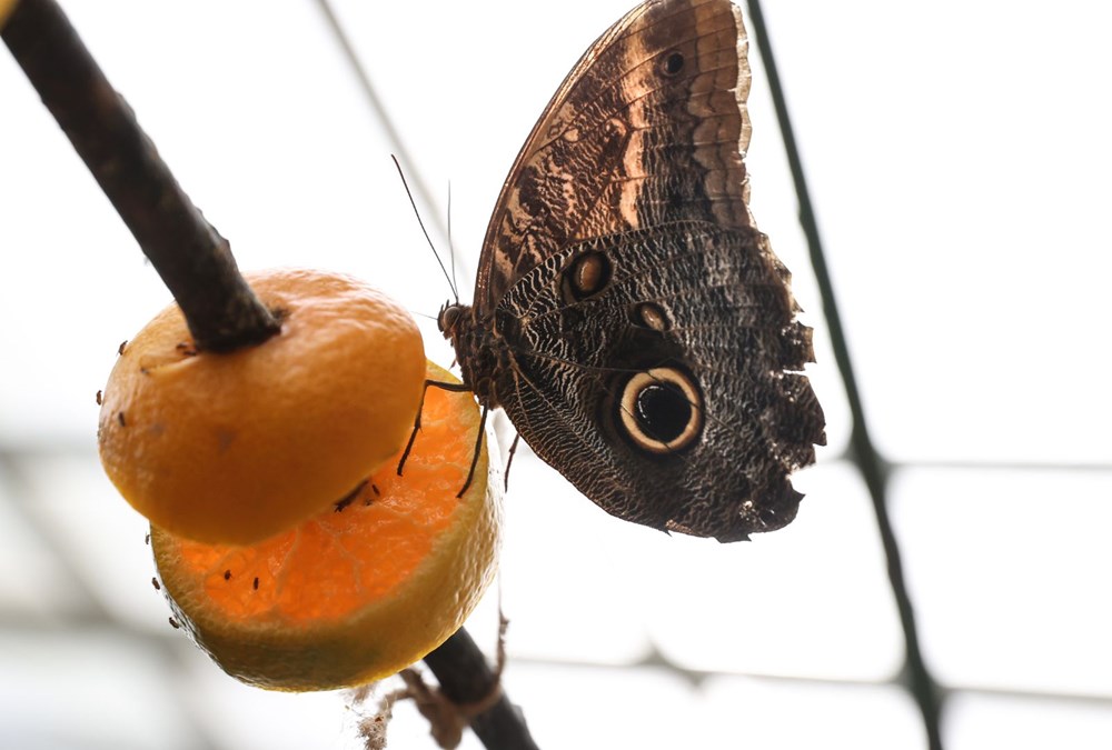İngiltere'de gördüğü kelebek çiftliğini Beykoz'da kurdu - 23