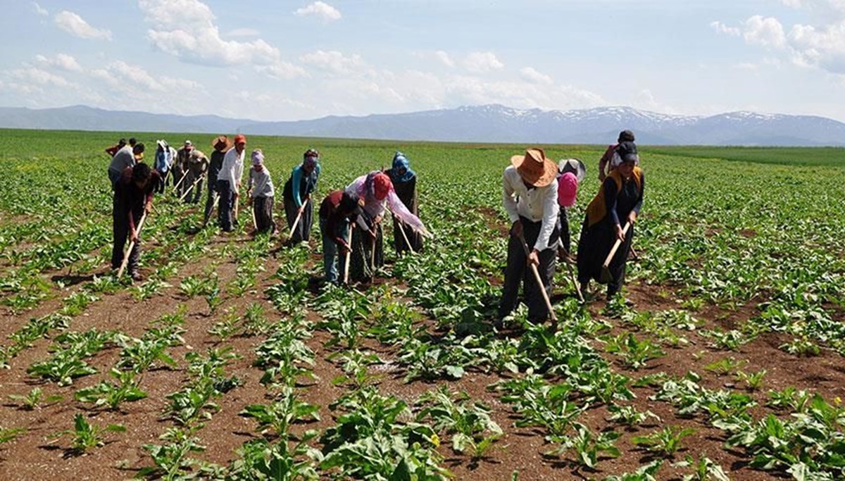 Tarım ve Orman Bakanlığı'na 1500 tarım işçisi alınacak
