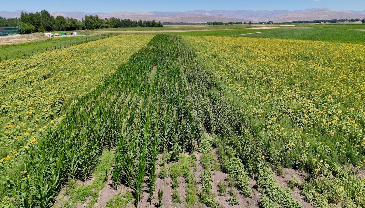 Fide desteğiyle kurdu şimdi göz dolduruyor: Sebze, meyve ve tahıl bir arada