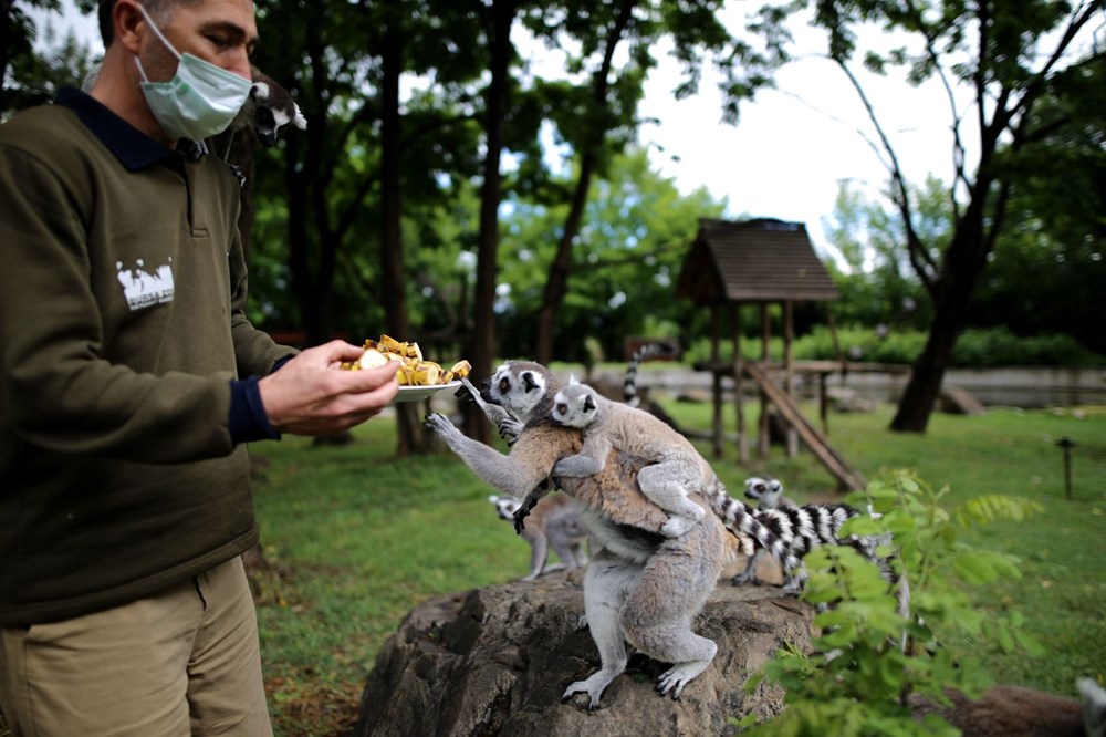 Bursa'daki lemur ailesi büyüyor - 5