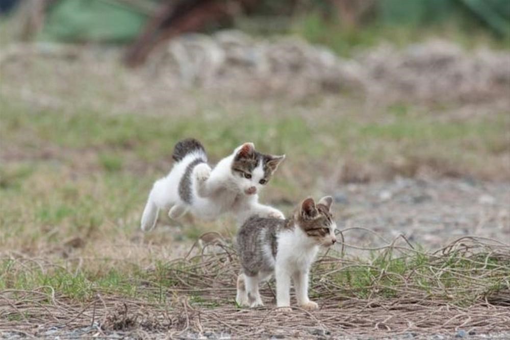 Cats island. Остров Аошима кошачий рай. Тасиро остров кошек. Кошачий остров в Японии. Остров Фраджост кошачий остров.