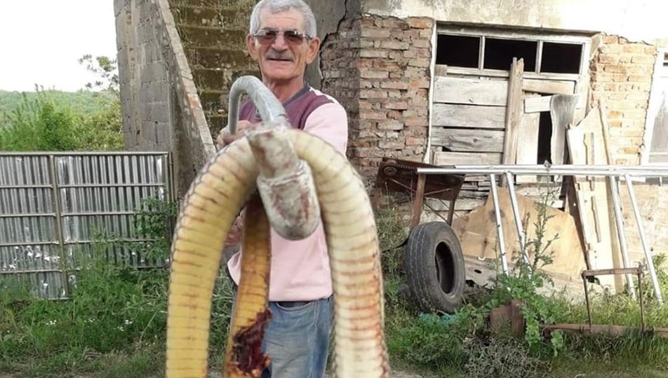 torunlarina saldiran dev yilani tufekle oldurdu