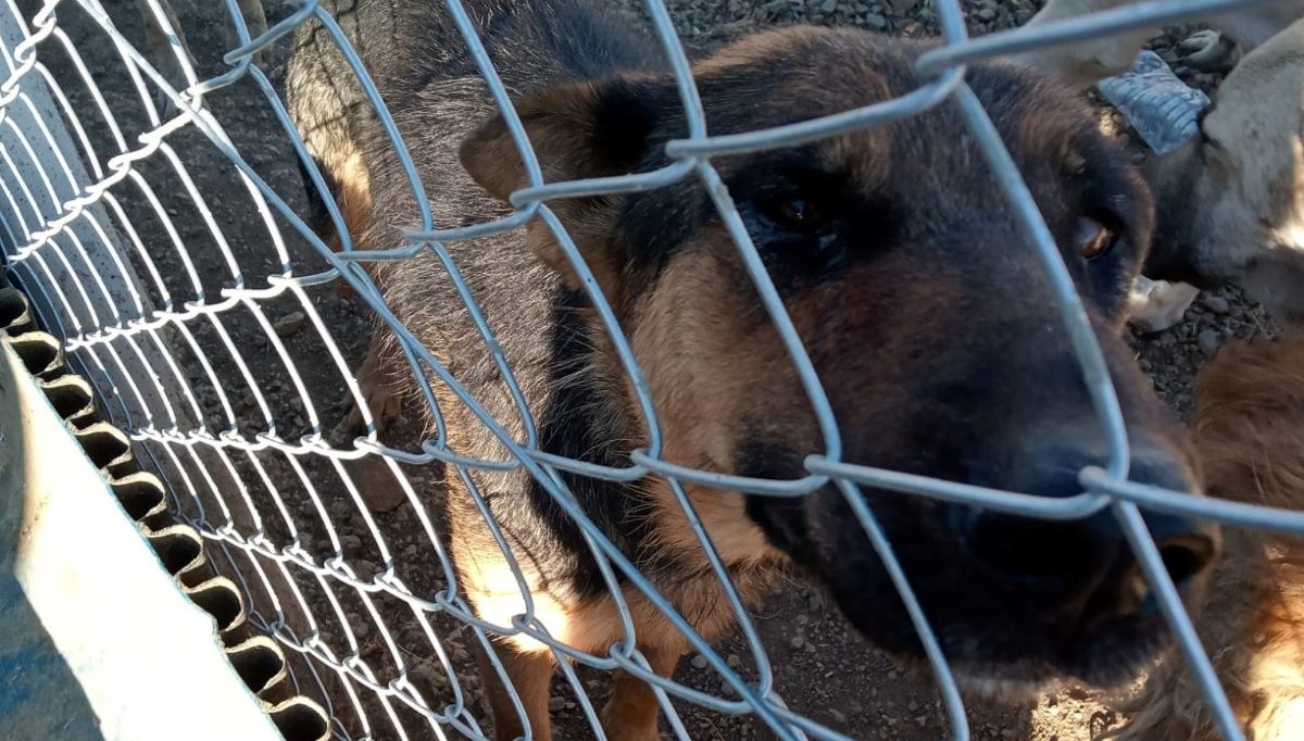 Köpeğe şiddet uygulayan kişiye gözaltı