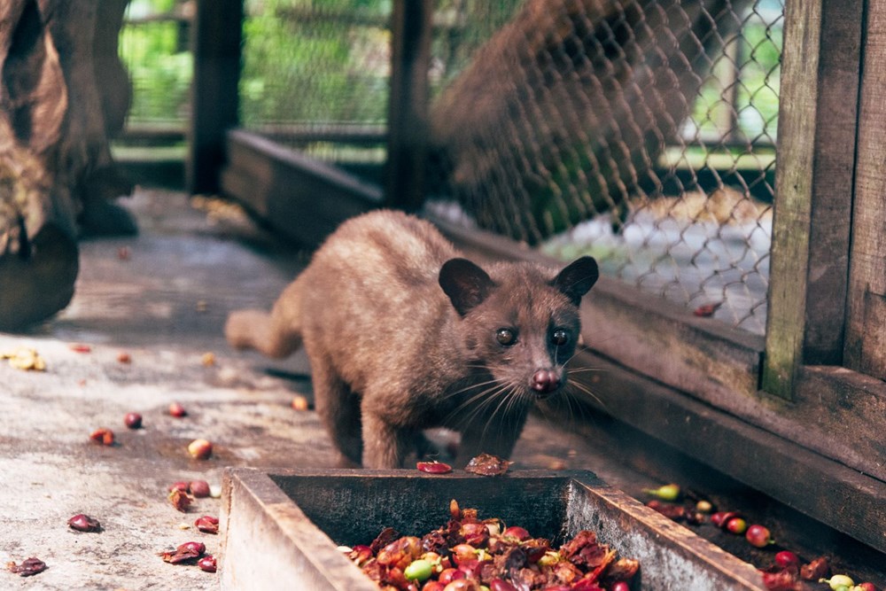 kahvesi kopi luwak kilosu 1000 dolar