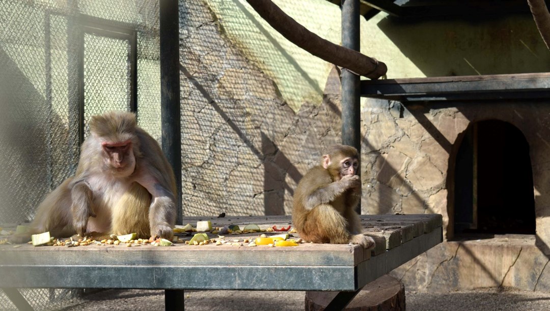 Yeni ailesi "Fıstık"ı kabul etti!