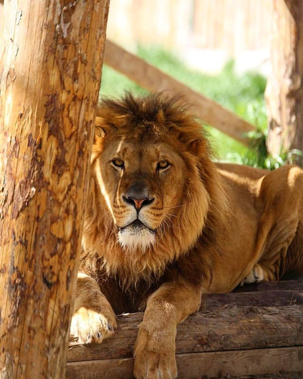 Manavgat'ta firari aslanla boğuşan adam anlattı: Bir anda üstüme çöktü - 2