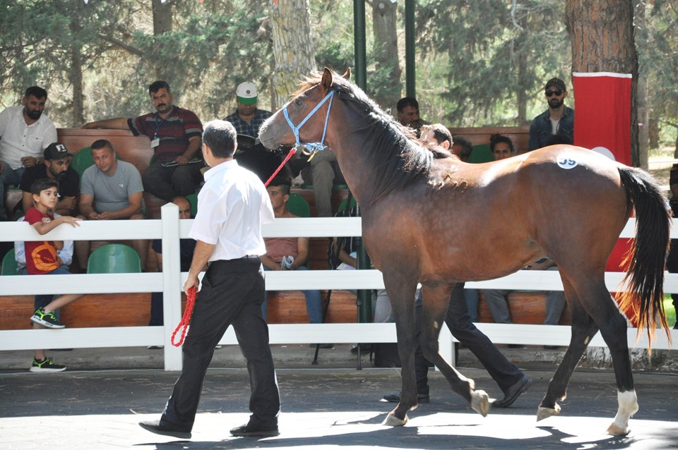 TİGEM tay satışından 3 milyon 686 bin lira gelir elde etti - 1