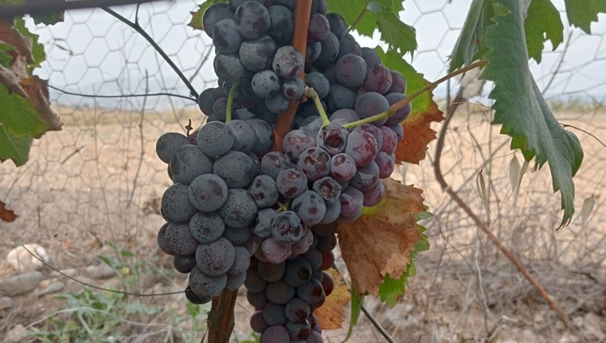 Halk arasında ''Kargı Karası'' olarak biliniyor: Ekşi aromasıyla yemeklere lezzet katıyor