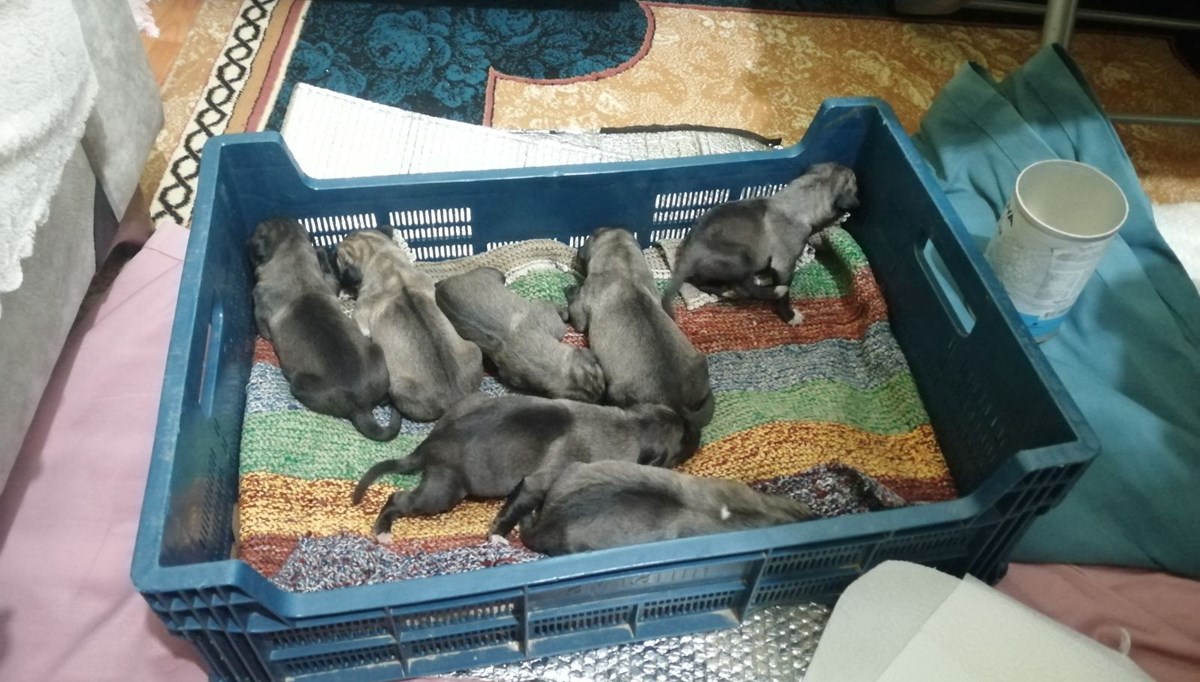 Sancaktepe'de poşetle çöpe atılmış 11 yavru köpek bulundu: Dördü telef oldu, yedisi baygın halde kurtarıldı