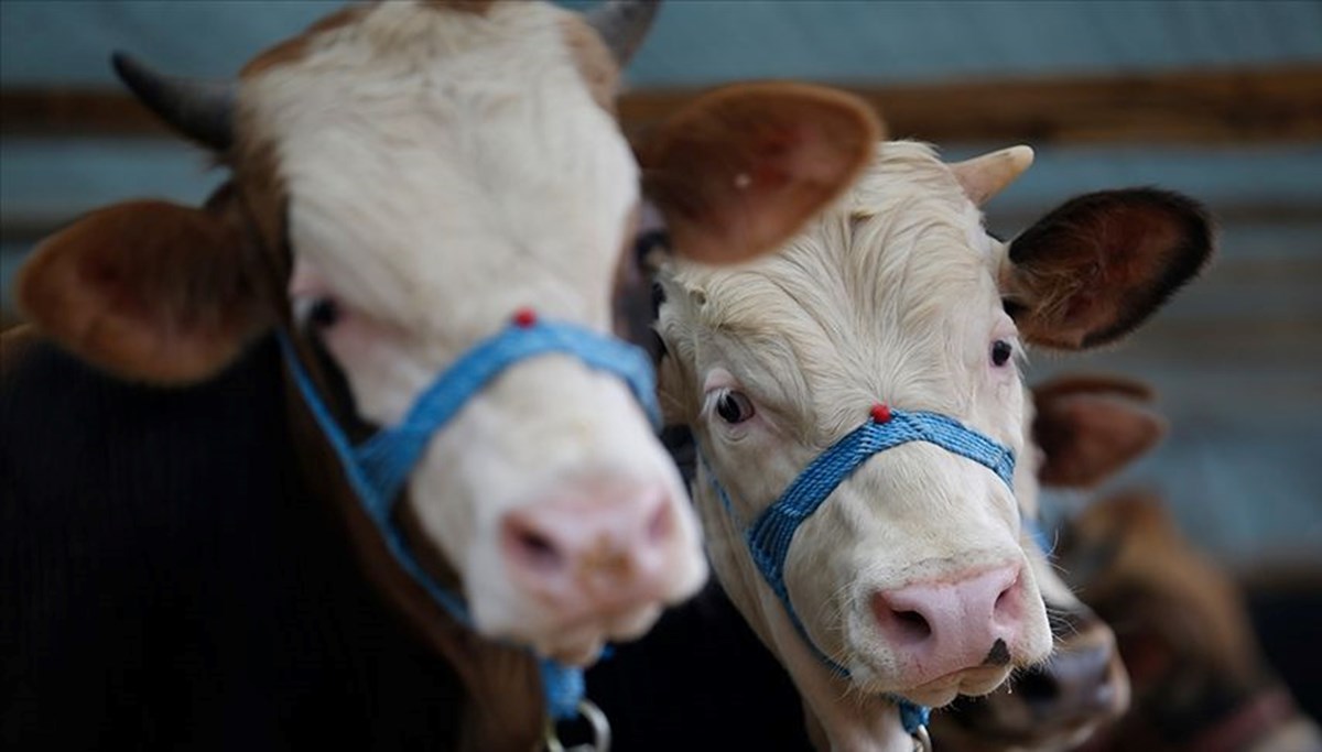 Kurban Bayramı hazırlığı: İstanbul'a kurbanlık hayvan girişleri başladı