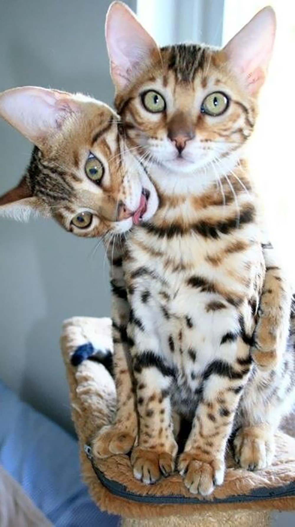 Всякие кошечки. Бенгальский кот. Кошки бенгальской породы. Самые красивые кошки. Необычные котята.