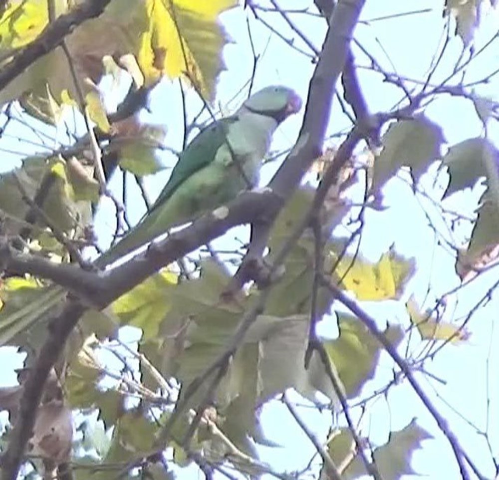 İstanbul'da yeşil papağan sayısı artıyor - 6