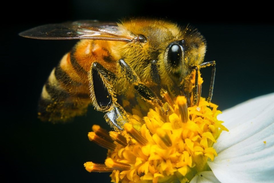 İklim değişikliği yaşamın döngüsünü sağlayan arıları hızla yok ediyor - 1