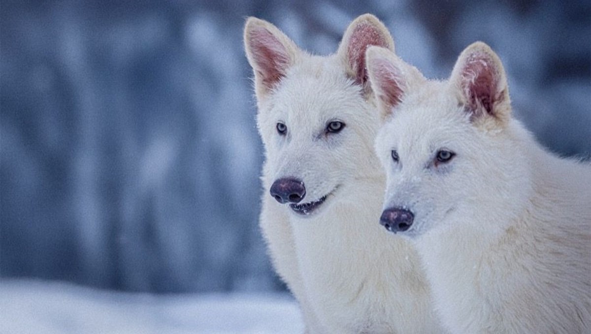 Ulukurtlar 12.500 yıl sonra hayata döndü!