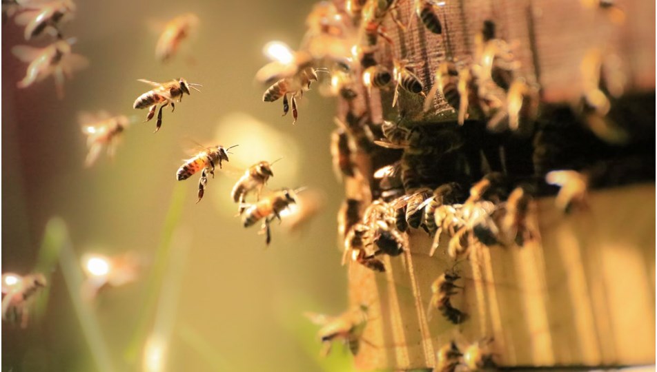 Bilim insanları arılara corona virüsü koklamayı öğretti: Saniyeler içinde tespit ediyorlar