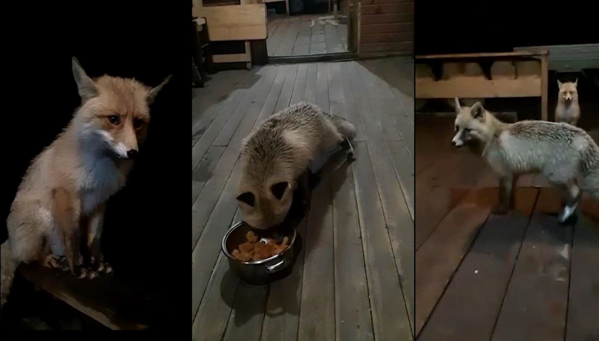 Kafesine gelen tilkileri besliyor