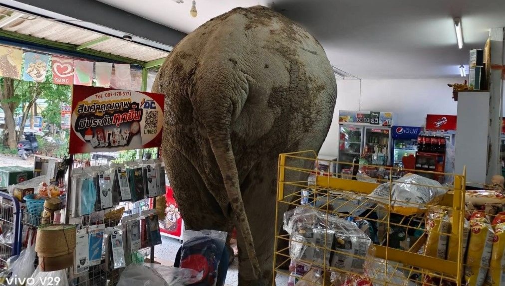 Markete giren fili sapanla kovaladı