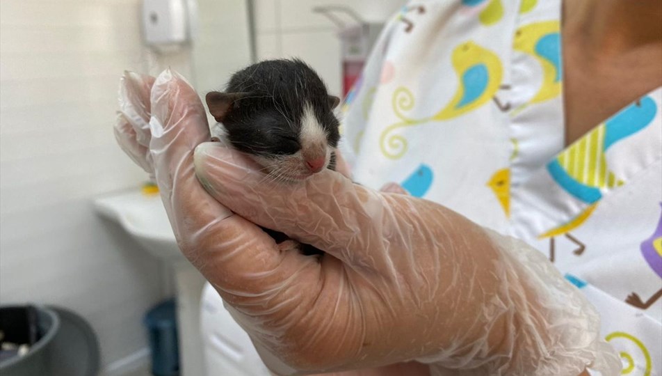 10 gram agirligindaki mucize kedi