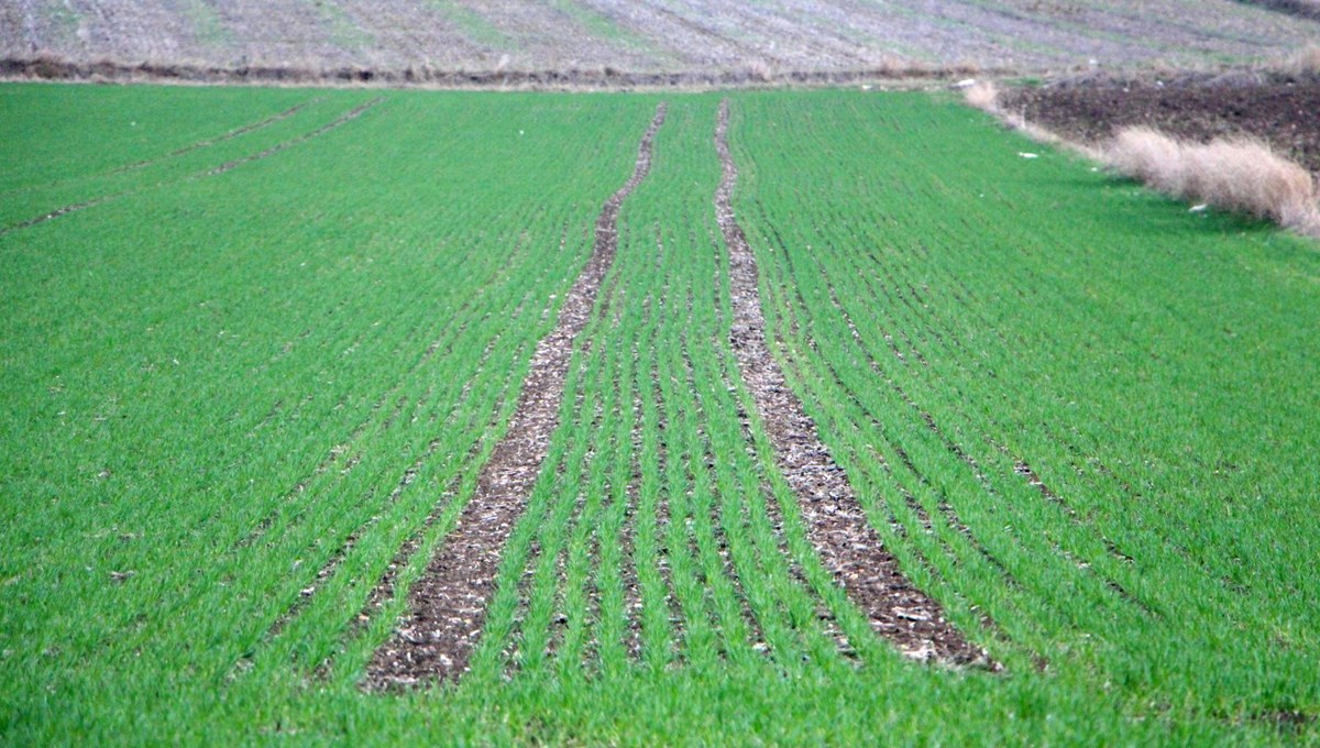 Trakya Bölgesi 10 günde 158 kilo yağış aldı, tarlalar yeşerdi Trakya Bölgesi 10 günde 158 kilo yağış aldı, tarlalar yeşerdi