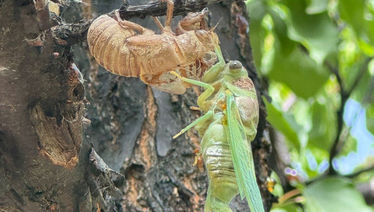 Ağustos böcekleri çıkmaya başladı Ağustos böcekleri çıkmaya başladı